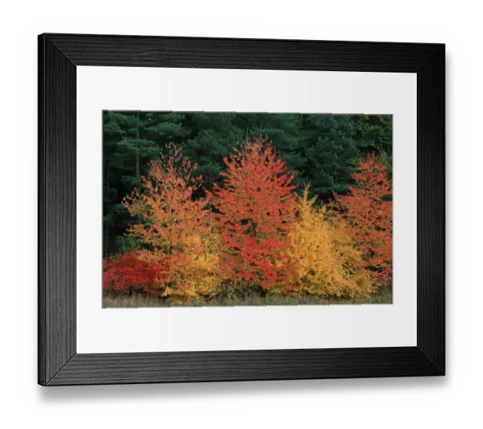 Framed Print : Mixed Forest in autumn, Schleswig-Holstein Framed Print : Mixed Forest in autumn, Schleswig-Holstein