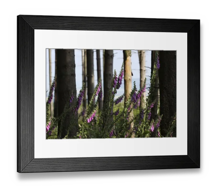 Framed Print : Red foxglove at the edge of the forest