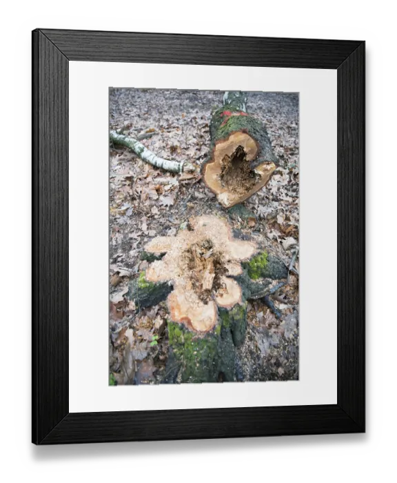 Framed Print : Deadwood structure hollow tree in deciduous forest Framed Print : Deadwood structure hollow tree in deciduous forest