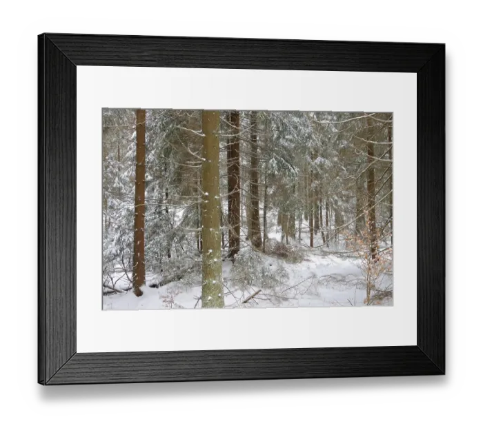 Framed Print : Spruce forest in winter, spruce forest in winter 02