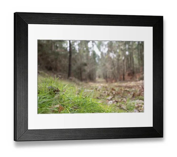Framed Print : Low angle view of a autumn forest with trees and a path Framed Print : Low angle view of a autumn forest with trees and a path