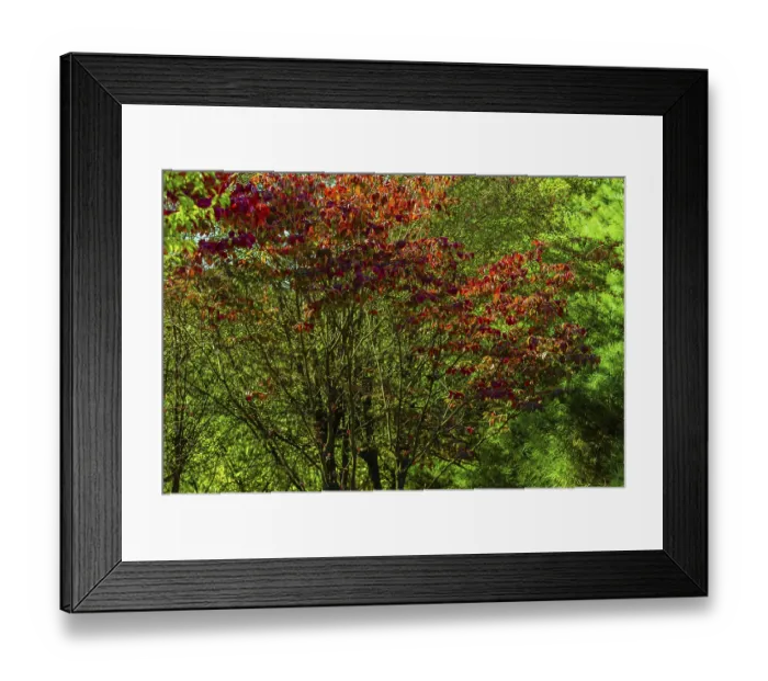 Framed Print : Korean Sun Pear tree with leaves of reddish yellow on a bright sunny autumn day