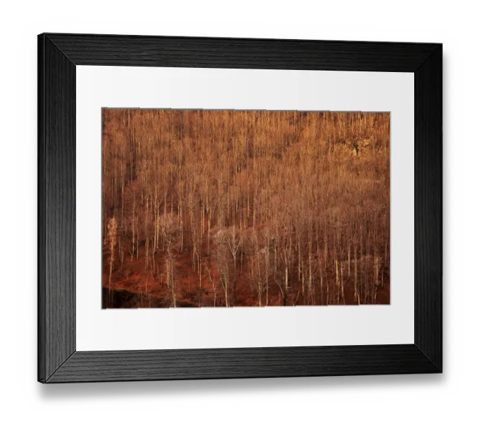 Framed Print : Beech forest on a steep slope Zastlertal
