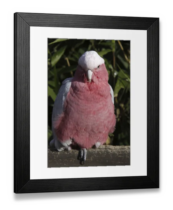 Framed Print : Pink cockatoo Framed Print : Pink cockatoo