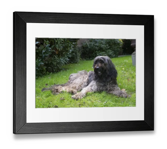 Framed Print : A long-haired dog lying relaxed in the grass of a garden Framed Print : A long-haired dog lying relaxed in the grass of a garden