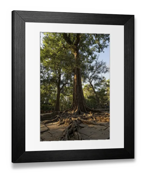 Framed Print : Trees overgrowing the temple complex of Ta Prohm
