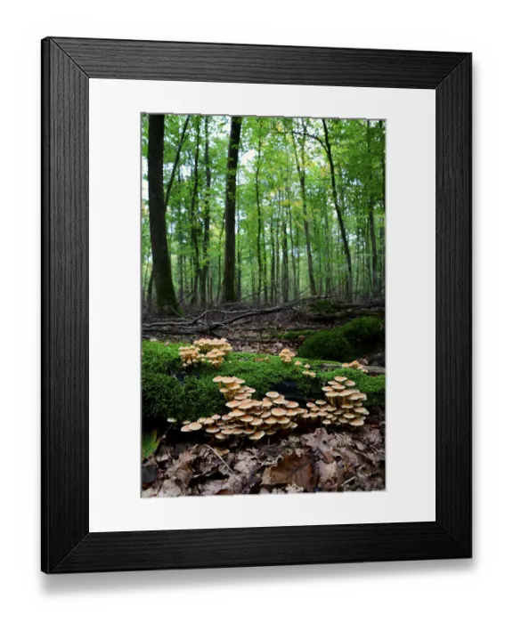 Framed Print : Sulphur tuft (Hypholoma fasciculare)