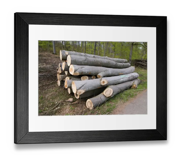 Framed Print : Tree trunks, red beech (Fagus sylvatica) Framed Print : Tree trunks, red beech (Fagus sylvatica)