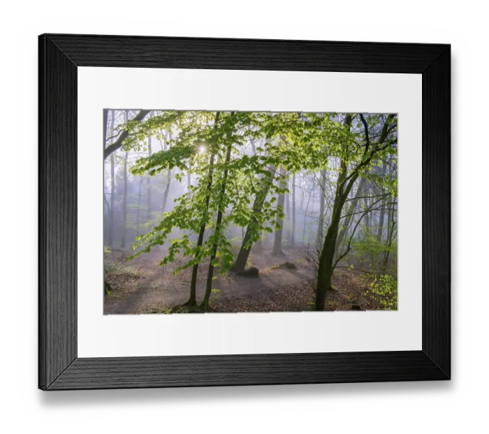 Framed Print : Beech forest, Fuchteler Wald