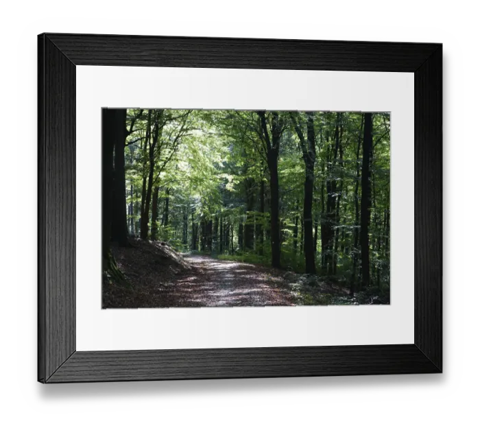 Framed Print : Beech forest, walking trail in the Taunus Framed Print : Beech forest, walking trail in the Taunus