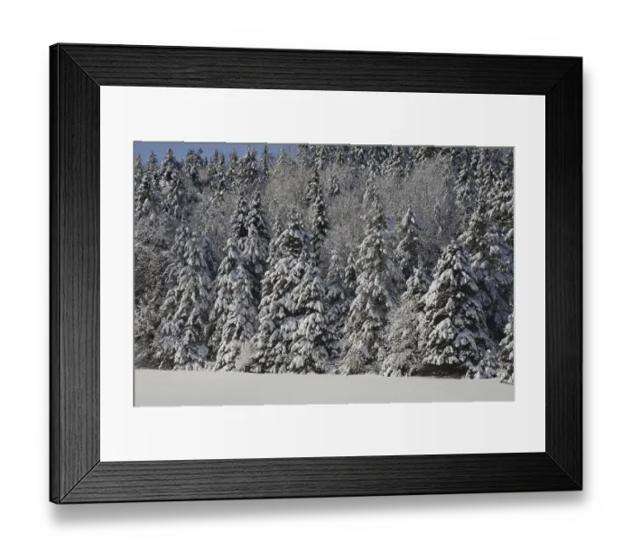 Framed Print : Snow covered trees, forest, Eastern Townships