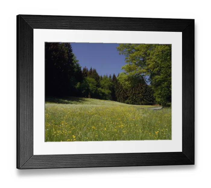 Framed Print : Blossoming meadow at the edge of the forest Framed Print : Blossoming meadow at the edge of the forest