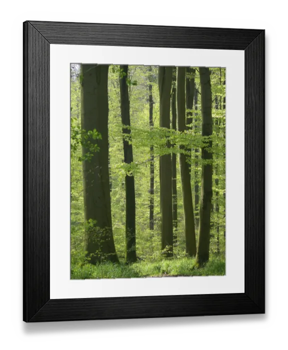 Framed Print : Deciduous forest in spring, beech forest in spring
