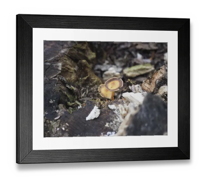 Framed Print : Wood decay xylophagous fungus