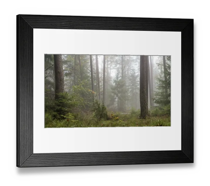 Framed Print : Forest in light mist with pines