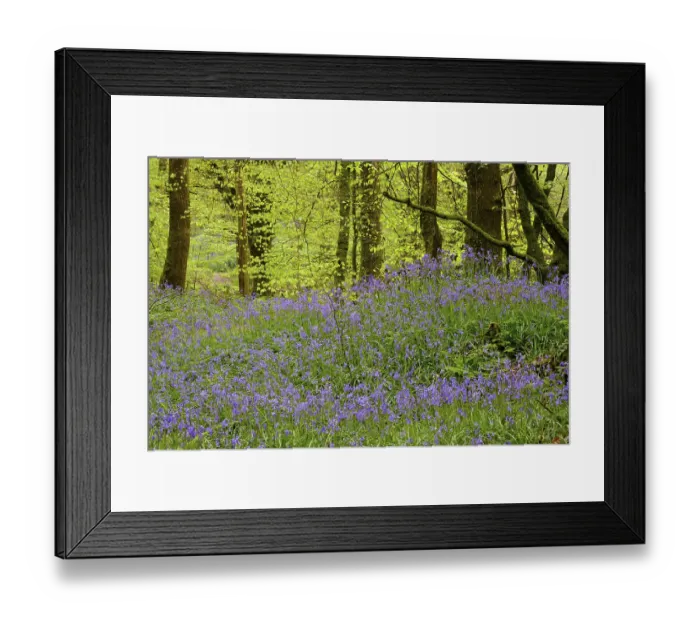 Framed Print : Blossoms of Common bluebell (Hyacinthoides non-scripta) in the forest Framed Print : Blossoms of Common bluebell (Hyacinthoides non-scripta) in the forest
