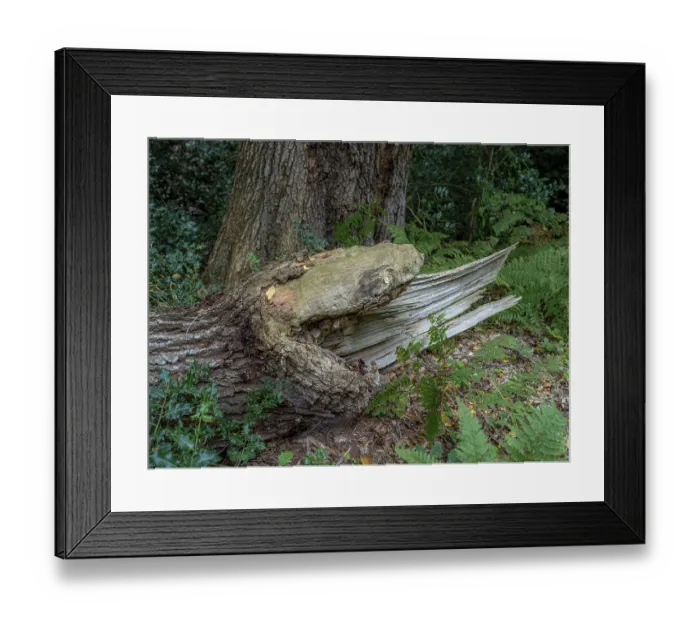 Framed Print : Jungle Baumweg, Emstek, Lower Saxony, Germany Framed Print : Jungle Baumweg, Emstek, Lower Saxony, Germany