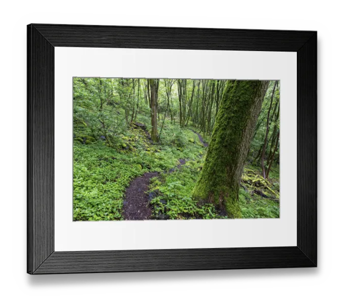Framed Print : Stones and trees overgrown with moss in the forest at Schaumberg Framed Print : Stones and trees overgrown with moss in the forest at Schaumberg