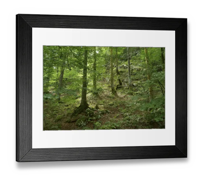 Framed Print : Beech (Fagus sylvatica) trees overgrown with moss and lichen on a slope in a mountain forest with rocks and boulders