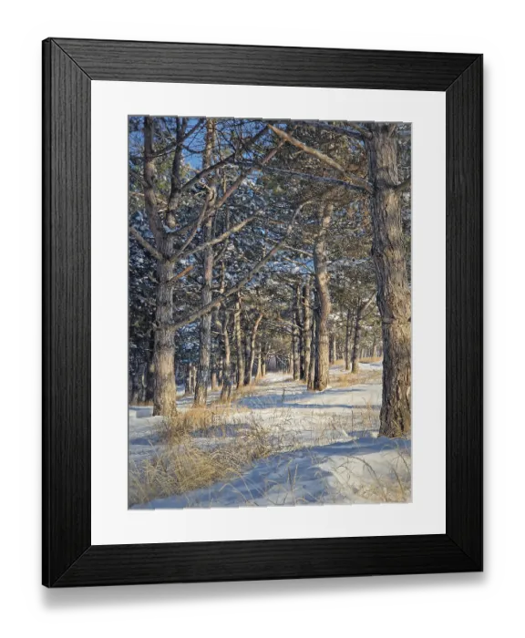 Framed Print : Beautiful winter morning in the pine forest with snow covered trees