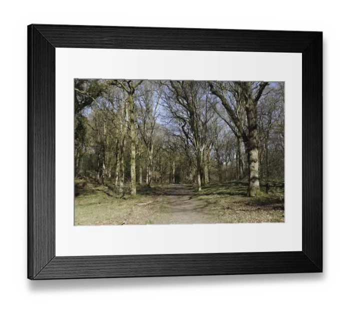 Framed Print : Pathway through deciduous woodland habitat