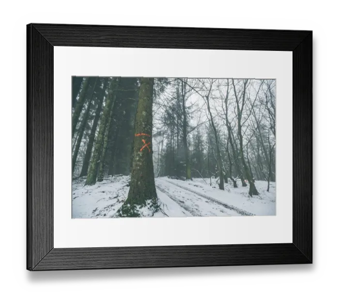Framed Print : Tree marked for forestry in a misty forest in the winter with snow on the ground Framed Print : Tree marked for forestry in a misty forest in the winter with snow on the ground