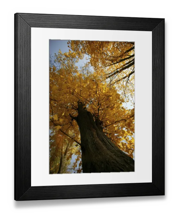 Framed Print : Trees, autumn colours Framed Print : Trees, autumn colours