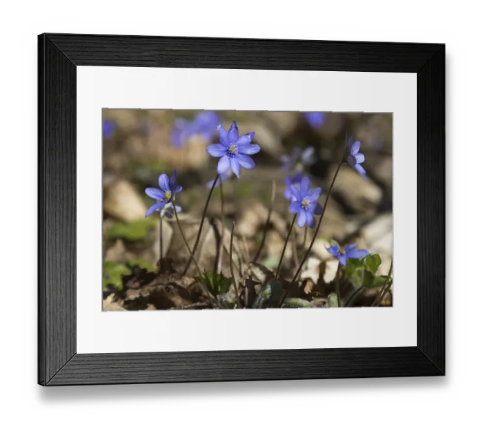 Framed Print : Blooming common hepatica (Anemone hepatica) also known as liverwort Framed Print : Blooming common hepatica (Anemone hepatica) also known as liverwort