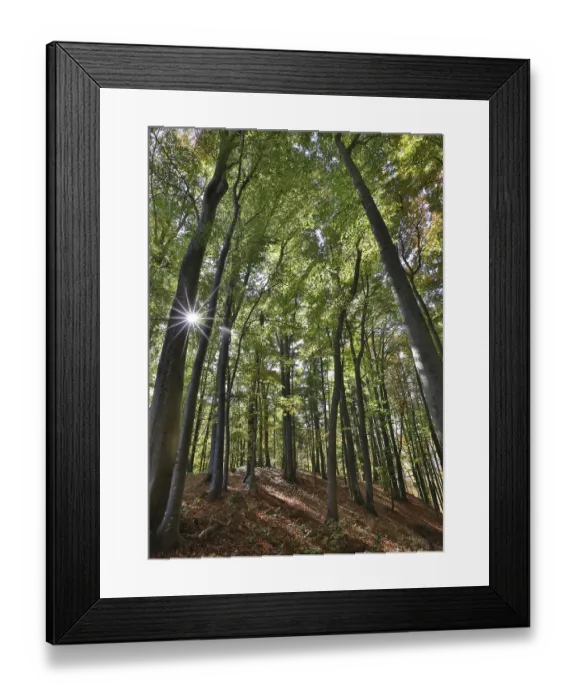 Framed Print : Sunny beech forest in early autumn Framed Print : Sunny beech forest in early autumn