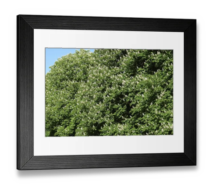 Framed Print : Flowering Horse-chestnut Aesculus hippocastanum Framed Print : Flowering Horse-chestnut Aesculus hippocastanum
