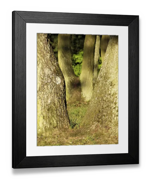 Framed Print : Forest in the evening light, detail Framed Print : Forest in the evening light, detail