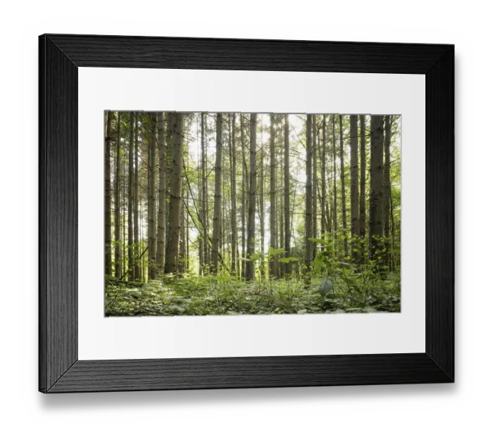 Framed Print : Bottom view of impressive spruce trees in the forest Framed Print : Bottom view of impressive spruce trees in the forest