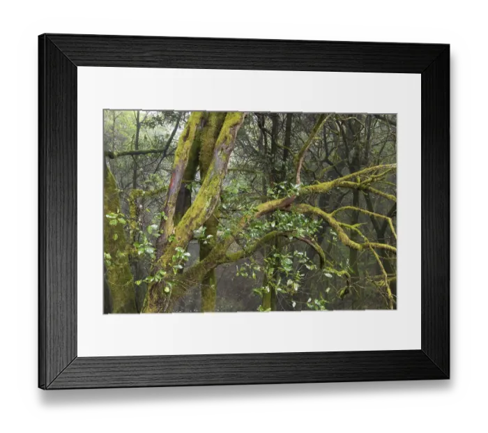 Framed Print : Garajonay National Park laurisilva in Barranco de Sobreagulo - La Gomera