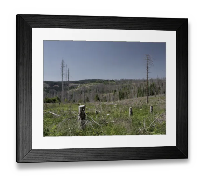 Framed Print : Dead, dead spruces (Picea), stumps of felled trees