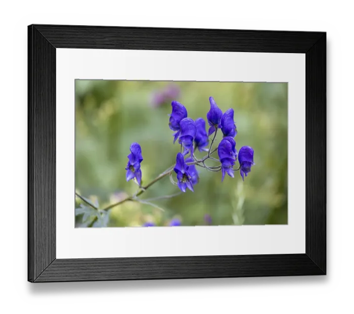 Framed Print : Acontium or Wolfsbane (Aconitum napellus) Framed Print : Acontium or Wolfsbane (Aconitum napellus)