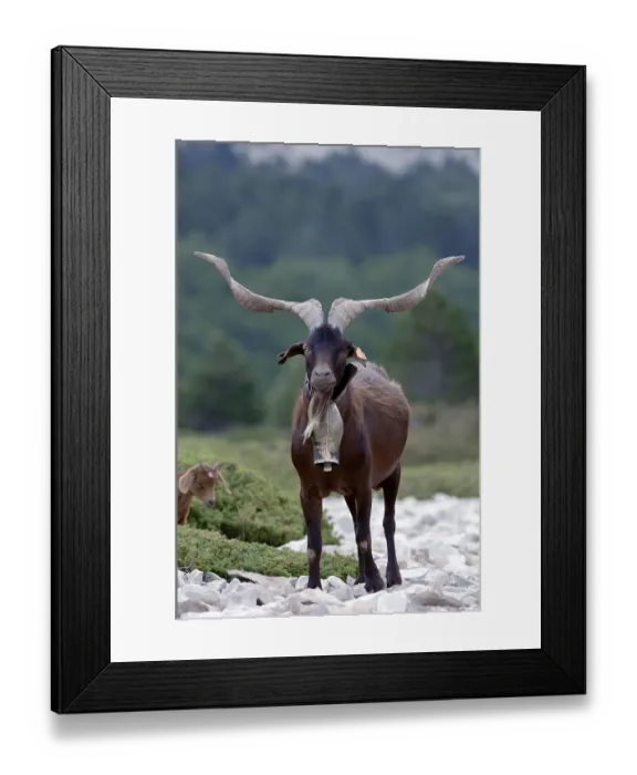 Framed Print : Billy goat, billy goat, Provence