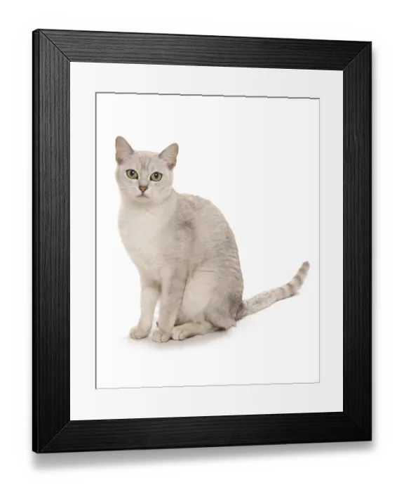 Framed Print : Domestic Cat, Burmilla, Mature, Sitting
