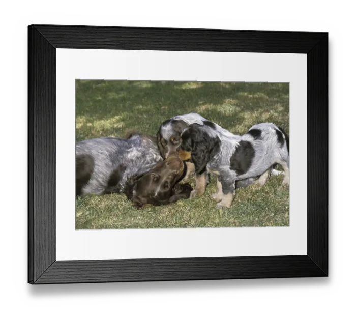 Framed Print : Picardy Spaniel Dog, Mother and Boy