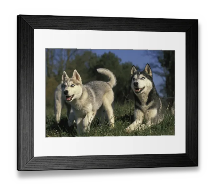 Framed Print : Siberian Husky Dog, Mother with Pup Framed Print : Siberian Husky Dog, Mother with Pup