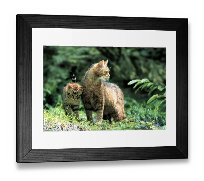 Framed Print : European Wild Cat (Felis silvestris) with kitten