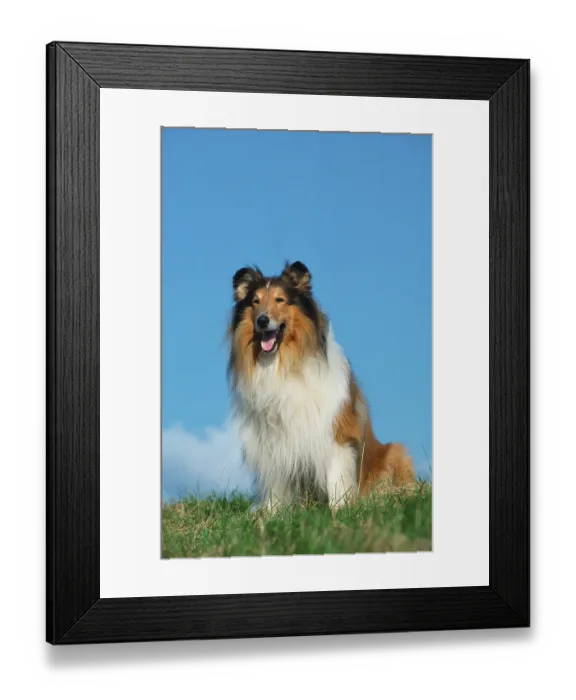 Framed Print : Rough Collie Framed Print : Rough Collie
