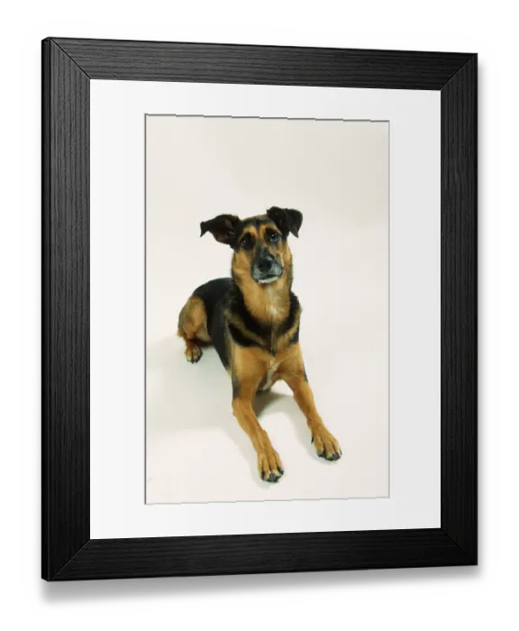 Framed Print : Interracial dog Framed Print : Interracial dog