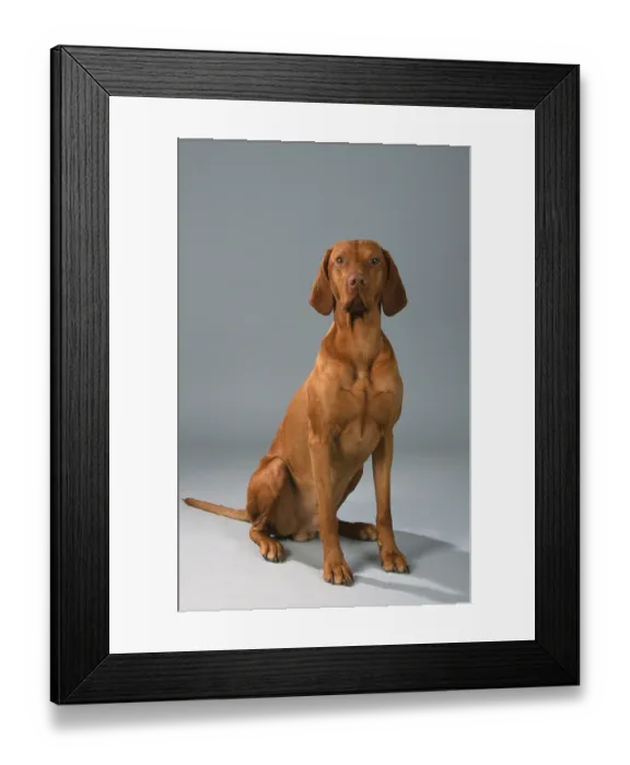 Framed Print : Hungarian Pointer, Magyar Vizsla Framed Print : Hungarian Pointer, Magyar Vizsla