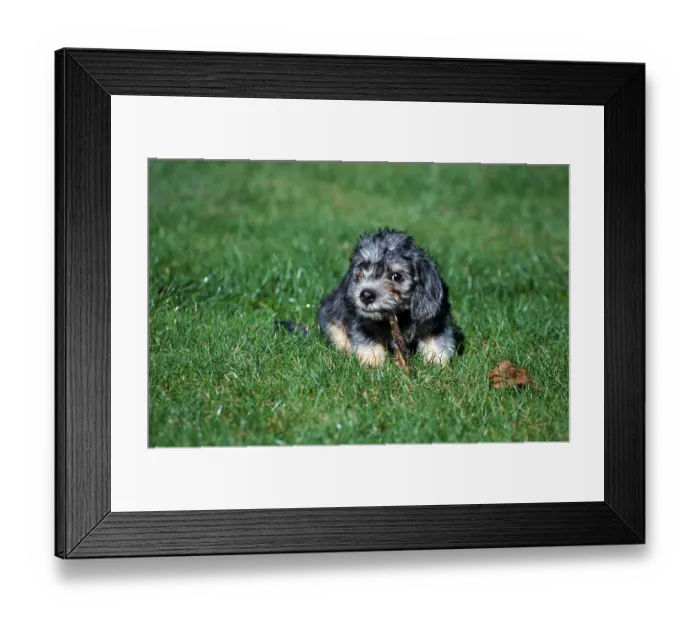 Framed Print : Dandie Dinmont Terrier, puppy, 11 weeks