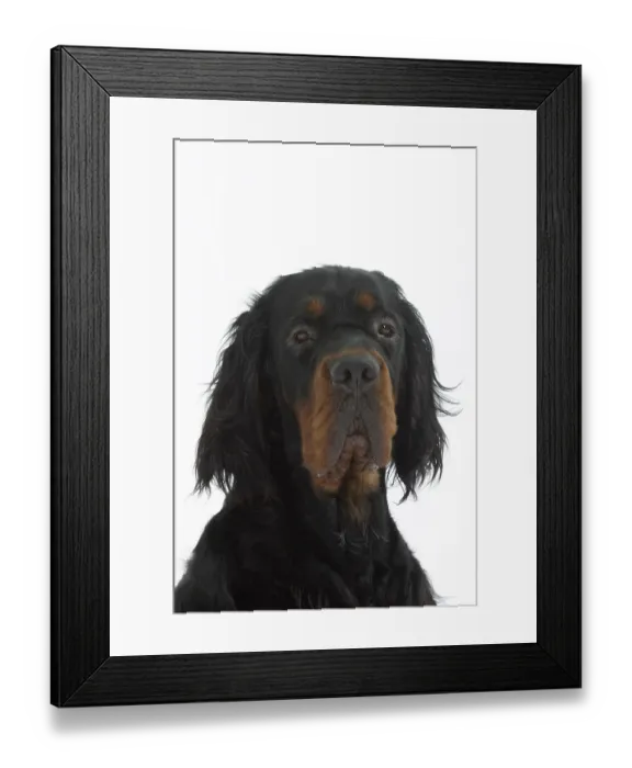 Framed Print : Gordon Setter Framed Print : Gordon Setter
