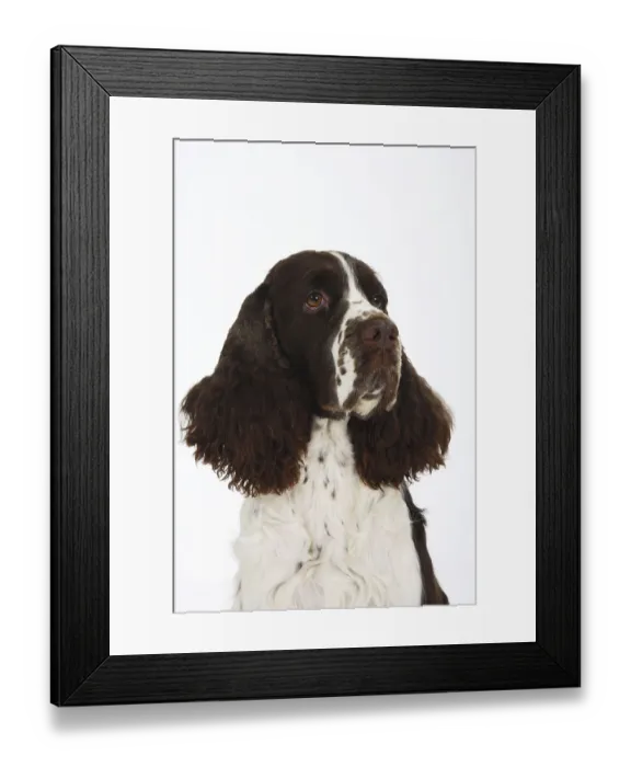 Framed Print : English Springer Spaniel Framed Print : English Springer Spaniel
