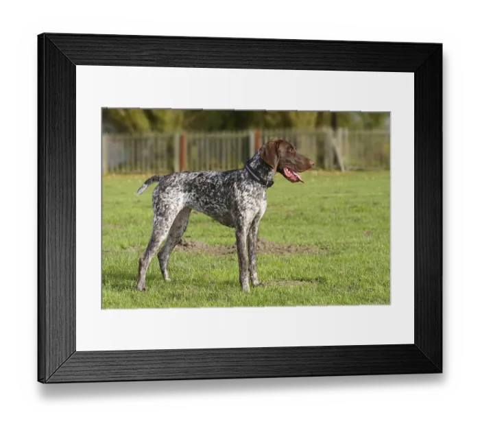 Framed Print : German Shorthair, German Shorthaired Pointers