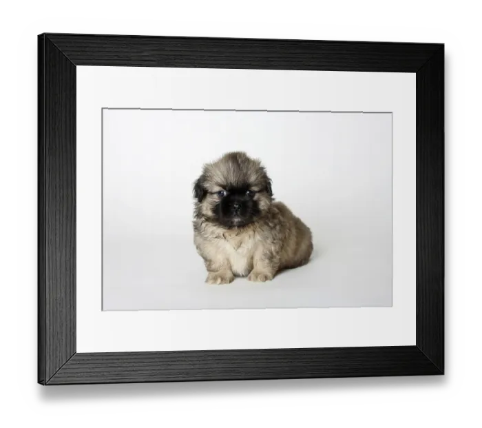 Framed Print : Tibetan Spaniel, puppy, 6 weeks