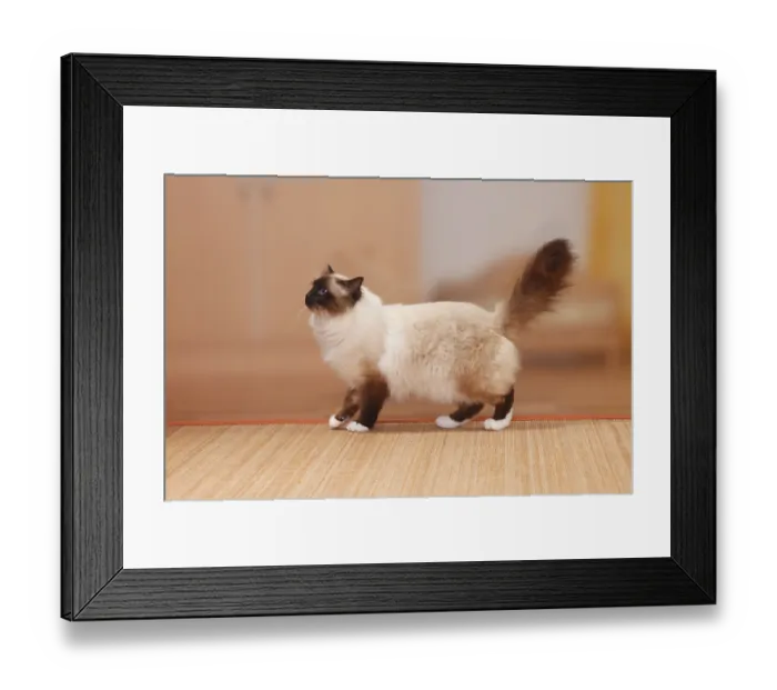 Framed Print : Birman cat, seal-point, Sacred Birman, sideways