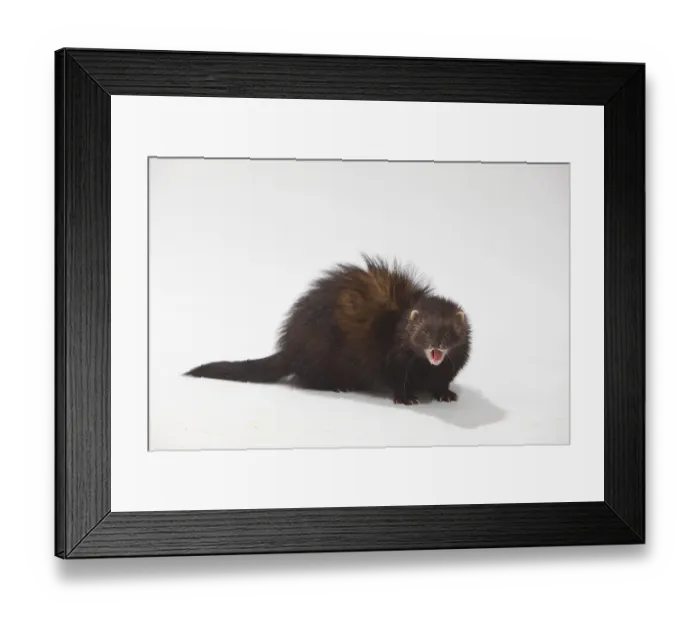 Framed Print : Ferret (Mustela putorius forma domestica) Framed Print : Ferret (Mustela putorius forma domestica)
